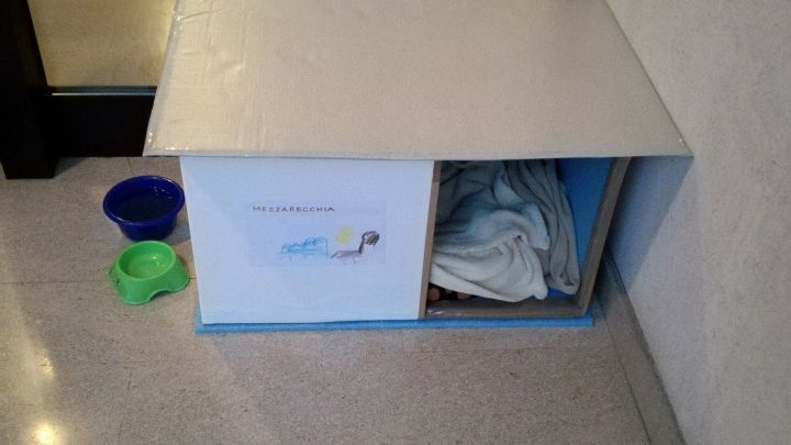 Eine selbstgemachte Katzenkiste steht in einem Innenbereich, umgeben von Pflanze und Futtern&auml;pfen, bereit zum Nutzen.