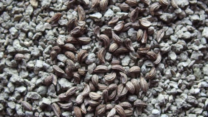 Dunkle, winzige Blumensamen liegen gleichm&auml;&szlig;ig auf einem grauen Untergrund verstreut, bereit zum Auss&auml;en.