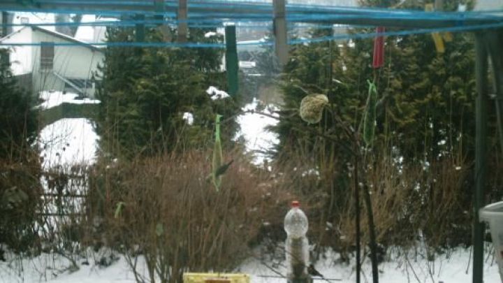 Ein Vogelfuttersilo aus einer Wasserflasche h&auml;ngt zwischen B&auml;umen und Schnee, w&auml;hrend V&ouml;gel um die Futterstelle kreisen.