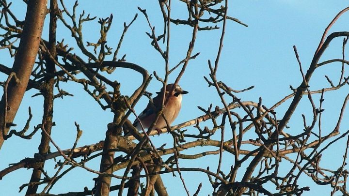 Ein Vogel sitzt zwischen Zweigen und pickt Futter, w&auml;hrend die Sonne am blauen Himmel scheint und die &Auml;ste kahl sind.