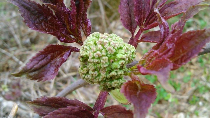 Eine gr&uuml;ne Wildkr&auml;uterknospe w&auml;chst zwischen rotgr&uuml;nen Bl&auml;ttern in einem nat&uuml;rlichen Umfeld, ideal f&uuml;r die Wildkr&auml;uterwanderung.