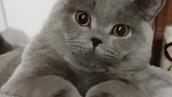 Eine graue Katze liegt entspannt in ihrem Katzenbett und schaut neugierig mit gro&szlig;en Augen in die Umgebung.