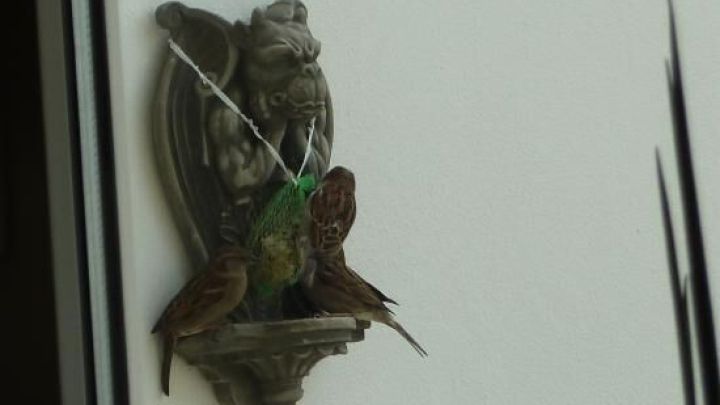 Ein Vogelfutterspender ist an einer Wand angebracht, w&auml;hrend V&ouml;gel daran fressen und sich um den Futterplatz versammeln.