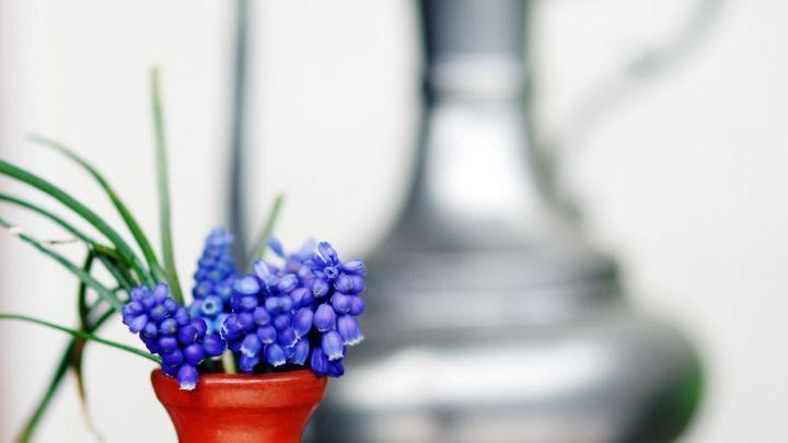 Eine leuchtend rote Vase mit blauen Blumen steht auf einem Tisch, w&auml;hrend eine silberne Kanne im Hintergrund leicht verschwommen ist.