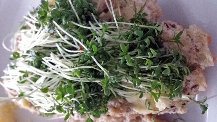 Frisches Brot mit einer &uuml;ppigen Schicht Kresse, die darin liegt und den Genuss in einer gem&uuml;tlichen K&uuml;chenszene erg&auml;nzt.