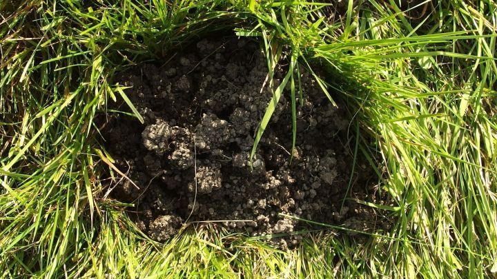 Eine l&ouml;chrige Fl&auml;che im Gras zeigt frische Erde, wo Maulw&uuml;rfe m&ouml;glicherweise aktiv sind. Daniels Umgebung ist ein Garten.