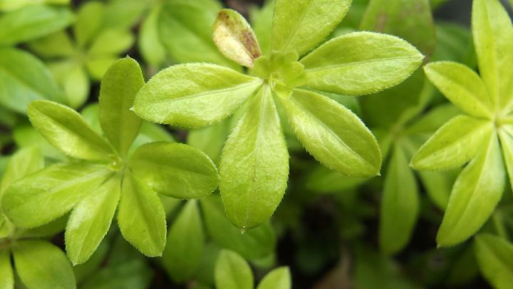 Waldmeister-Pflanzen mit leuchtend gr&uuml;nen, sternf&ouml;rmigen Bl&auml;ttern wachsen dicht beieinander in einem naturnahen Garten.