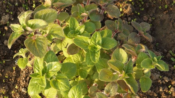 Gr&uuml;nes Kraut w&auml;chst auf fruchtbarem Boden, umgeben von Erde; es k&ouml;nnte helfen, Bl&auml;hungen zu vermeiden nach Wei&szlig;kohl.