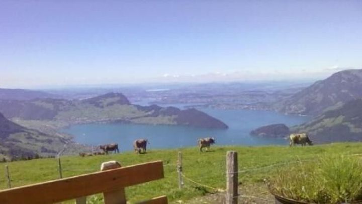 Auf einer saftig gr&uuml;nen Wiese grasen K&uuml;he, w&auml;hrend sich der Blick &uuml;ber einen atemberaubenden Bergsee und die umliegenden Berge &ouml;ffnet.