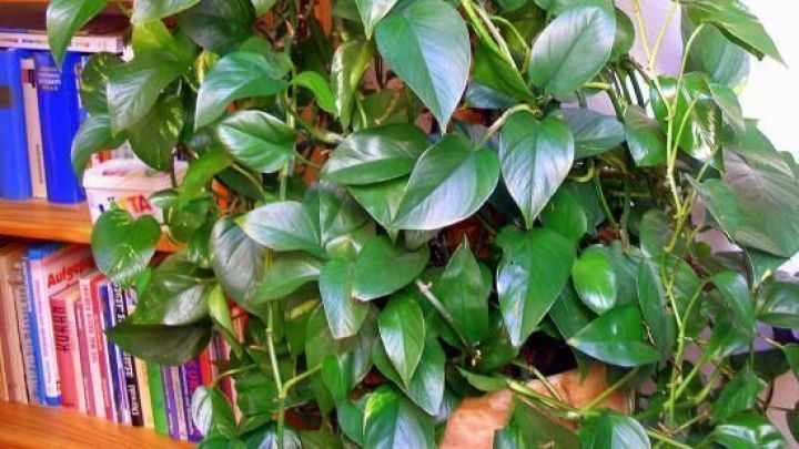 Mit Kaffeesatz als D&uuml;nger bleibt dein Gummibaum so sch&ouml;n gr&uuml;n und gesund wie auf dem Bild &ndash; probiere es aus!