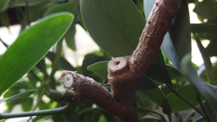 Zweige einer Zimmerpflanze, die zur&uuml;ckgeschnitten wurden, um ein gesundes Wachstum im Winter zu f&ouml;rdern, umgeben von Bl&auml;ttern.