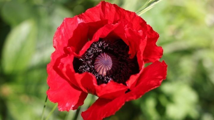 Eine leuchtend rote Mohnblume steht in einer gr&uuml;nen Wiese, ihre Bl&uuml;tenbl&auml;tter &ouml;ffnen sich und zeigen das dunkle Zentrum.