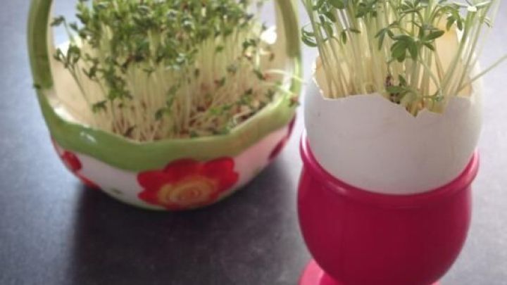 Ein bunten Korb mit knackigen Kresse-Pflanzen steht neben einem eleganten Eierbecher, der ebenfalls Kresse enth&auml;lt.