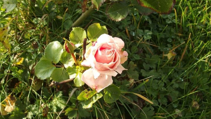 Eine rosa Rose bl&uuml;ht inmitten von gr&uuml;nem Gras und Laub, ideal f&uuml;r den Kampf gegen Blattl&auml;use mit Schmierseife.
