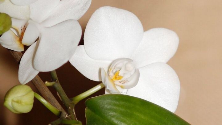 Wei&szlig;e Orchideenbl&uuml;ten zeigen gesunde Tropfen, w&auml;hrend sie in einem warmen Innenraum wachsen und gedeihen.