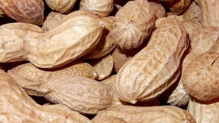 Erdn&uuml;sse liegen dicht beieinander und dienen als umweltfreundliches F&uuml;llmaterial f&uuml;r P&auml;ckchen.