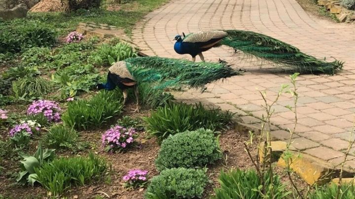 Ein Pfau stolziert durch einen Garten mit bunten Blumen, w&auml;hrend er seine Federn am Weg entfaltet.