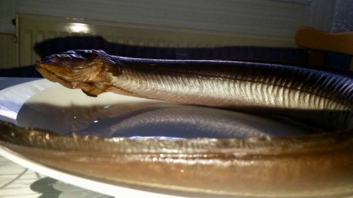 Ein Aal liegt auf einem Teller mit Salbeiso&szlig;e in einem hellen Raum, umgeben von einer Tischdecke und einem Stuhl.