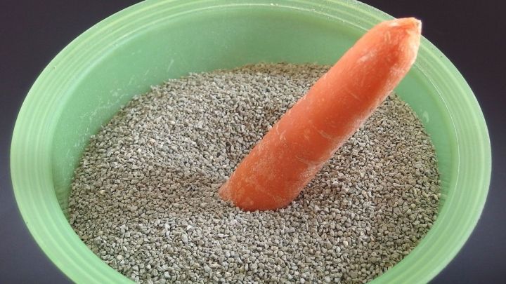 Eine M&ouml;hre steckt in Katzensreuw, das zur Schimmelbek&auml;mpfung bei M&ouml;hren eingesetzt wird, in einer gr&uuml;nen Sch&uuml;ssel.