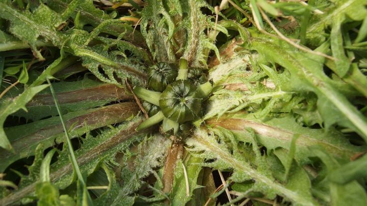 Ein L&ouml;wenzahn w&auml;chst mit frischen Bl&auml;ttern, die sich um die zentrale Bl&uuml;te gruppieren, umgeben von gr&uuml;nem Gras.