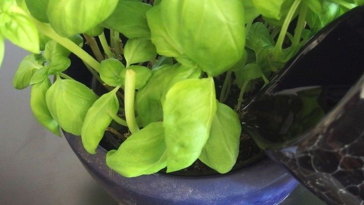 Ein Topf mit frischem Basilikum wird mit schwarzem Tee gegossen, w&auml;hrend die Bl&auml;tter im Sonnenlicht leuchten.