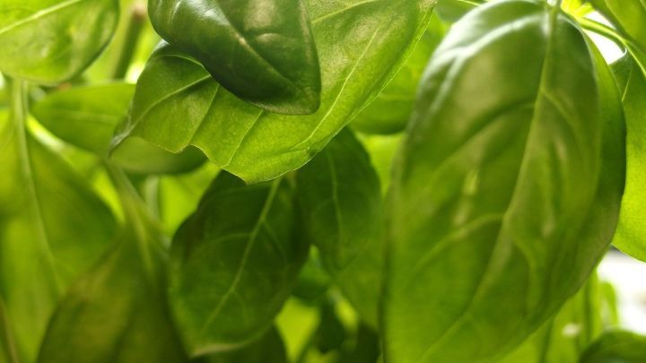 Saftige Staudenbasilikumbl&auml;tter wachsen &uuml;ppig in einem hellen, gr&uuml;nen Umfeld, ideal f&uuml;r gesunde K&uuml;chenkr&auml;uter.