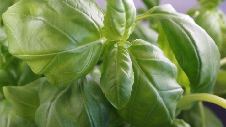 Frische Basilikumbl&auml;tter wachsen dicht zusammen, gl&auml;nzen im Licht und zeigen ihre saftige, gr&uuml;ne Farbe.