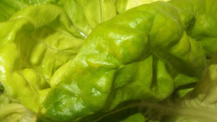 Eine frische Sch&uuml;ssel Kopfsalat liegt in der N&auml;he, gl&auml;nzend und saftig, umgeben von einer hellen K&uuml;che.