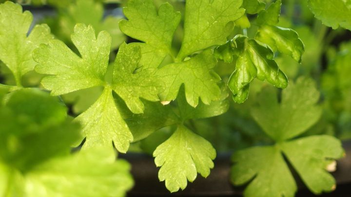 Frische Petersilie w&auml;chst &uuml;ppig in einem Gartenbeet und ist bereit, &uuml;ber den Winter &uuml;berlebt zu werden.