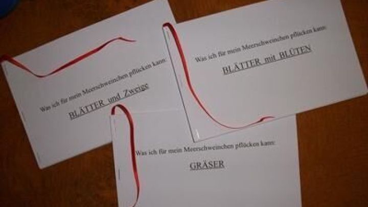 Kleine Karteikarten mit Informationen &uuml;ber Meerschweinchenfutter liegen auf einem Tisch, dekoriert mit rotem Band.