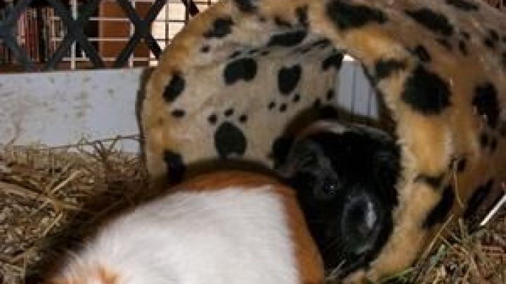 Zwei Meerschweinchen erkunden eine gepunktete Kuschelr&ouml;hre im K&auml;fig, umgeben von Heu und Gitterst&auml;ben.