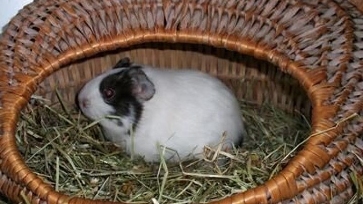 Ein Meerschweinchen sitzt entspannt in einem kleinen Weidenk&ouml;rbchen, umgeben von frischem Heu in einem gem&uuml;tlichen Raum.