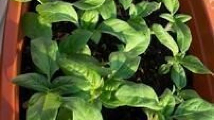 Kleine Sonnenblumen wachsen dicht in einem langen Balkonkasten, umgeben von frischer Erde und sonnigem Licht.