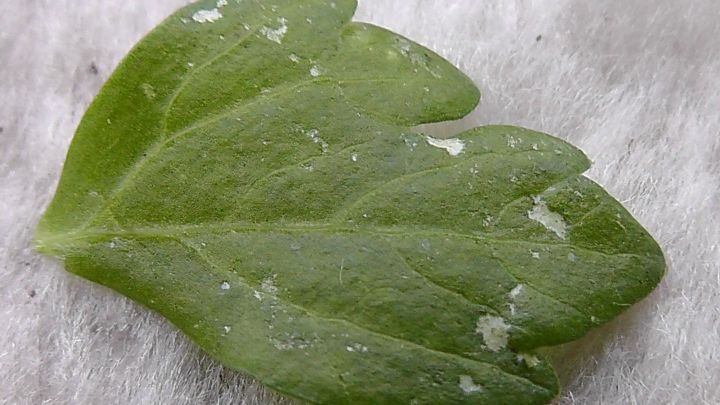 Eine kranke Pflanze mit gelben Flecken liegt auf einer wei&szlig;en Oberfl&auml;che und zeigt Anzeichen von Verwahrlosung.