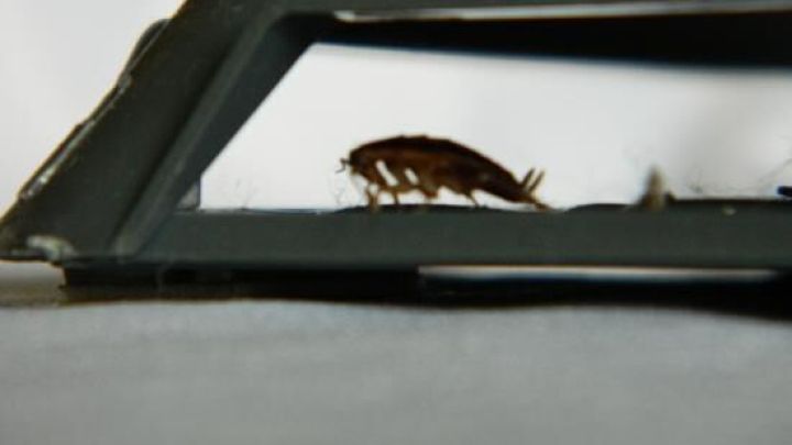 Eine Kakerlake krabbelt unter einem Metallobjekt auf einem Tisch.