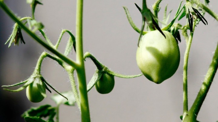 Tomatenmarmelade - aus grünen Tomaten - Rezept | Frag Mutti
