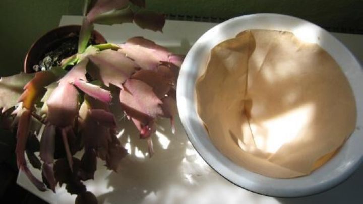 Eine Kaffeefiltert&uuml;te liegt in einem Blumen&uuml;bertopf, w&auml;hrend eine verbl&uuml;hte Pflanze daneben auf einem Tisch steht.