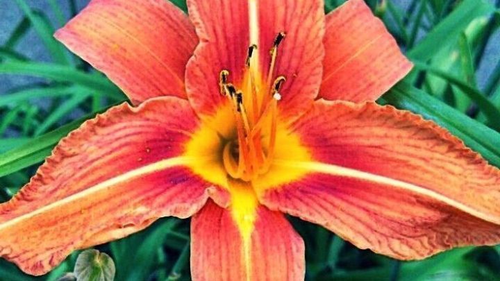 Eine orangefarbene Lilie bl&uuml;ht pr&auml;chtig inmitten von gr&uuml;nem, &uuml;berstehendem Laub. Diese Lilie strahlt Sch&ouml;nheit aus.