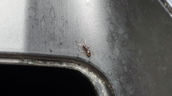 Eine Ameise krabbelt auf einer metallischen Oberfl&auml;che und sucht vermutlich nach Nahrung in der Umgebung.