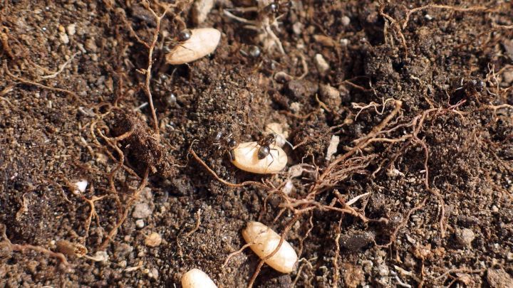 Wei&szlig;liche Larven kriechen im Boden, umgeben von Erde und Wurzeln, was auf eine Ameisenbek&auml;mpfung hindeutet.