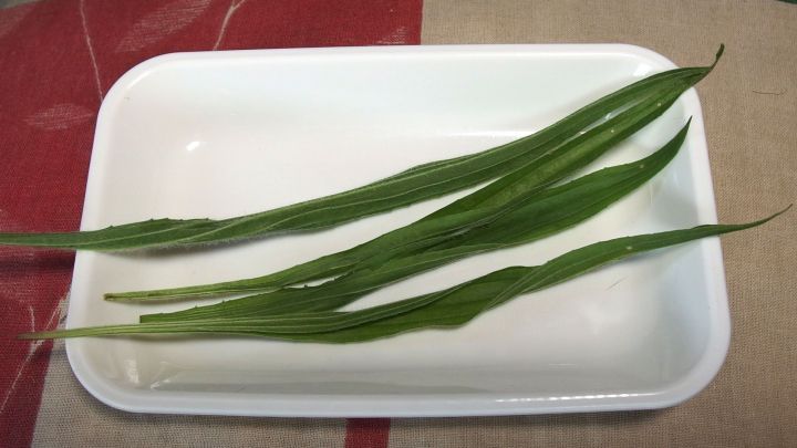 Gr&uuml;ne Spitzwegerichbl&auml;tter liegen auf einem wei&szlig;en Teller und zeigen die Zubereitung f&uuml;r die Linderung von Juckreiz.