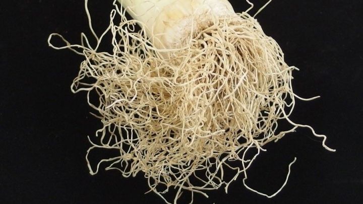 Lauchwurzeln liegen auf einem schwarzen Untergrund und zeigen, wie sie zum Nachwachsen verwendet werden k&ouml;nnen.