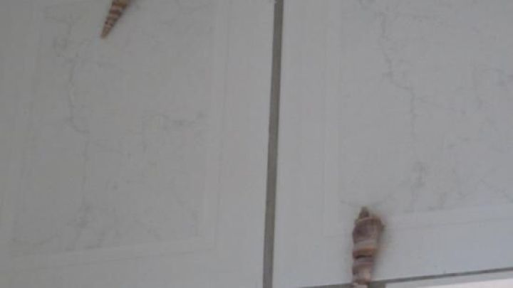 Muscheln als Deko: Decke Bohrl&ouml;cher in Badezimmerfliesen clever ab und verleihe deinem Bad einen maritimen Look.