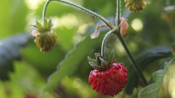 Reife Erdbeeren h&auml;ngen an einem gr&uuml;nen Strauch, umgeben von unreifen Fr&uuml;chten, die den Fruchtansatz zeigen.