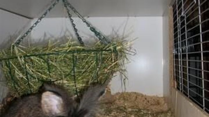 Eine H&auml;ngeampel mit Heu schwingt &uuml;ber einem Kaninchen, das neugierig in seinem K&auml;fig sitzt und frisst.