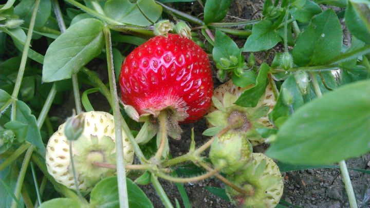 Reife Erdbeeren wachsen unter gr&uuml;nen Bl&auml;ttern im Garten, einige noch gr&uuml;n, bereit f&uuml;r die Ernte und zum Grillen.