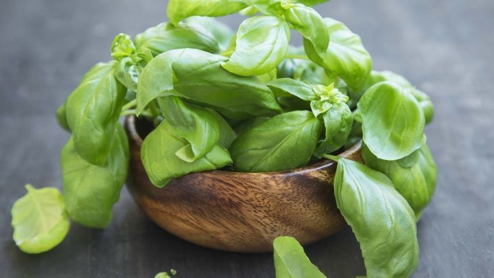 Frisches Basilikum liegt in einer Holzschale, umgeben von einem dunklen Untergrund, bereit zum Gie&szlig;en f&uuml;r l&auml;ngere Haltbarkeit.