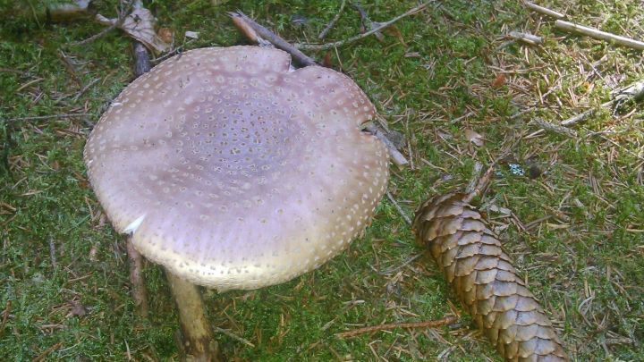 Ein gro&szlig;er Pilz liegt auf dem Boden, w&auml;hrend ein Tannenzapfen daneben auf dem gr&uuml;nen Gras liegt.