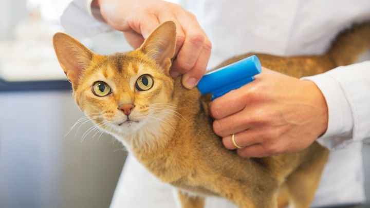 Eine Katze wird von einer Person in einem wei&szlig;en Kittel mit einem Mikrochip zur Registrierung vor dem Urlaub gechippt.