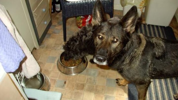 Ein Hund frisst aus einem Napf in einer K&uuml;che, umgeben von M&ouml;beln und K&uuml;chenutensilien, auf einem gefliesten Boden.
